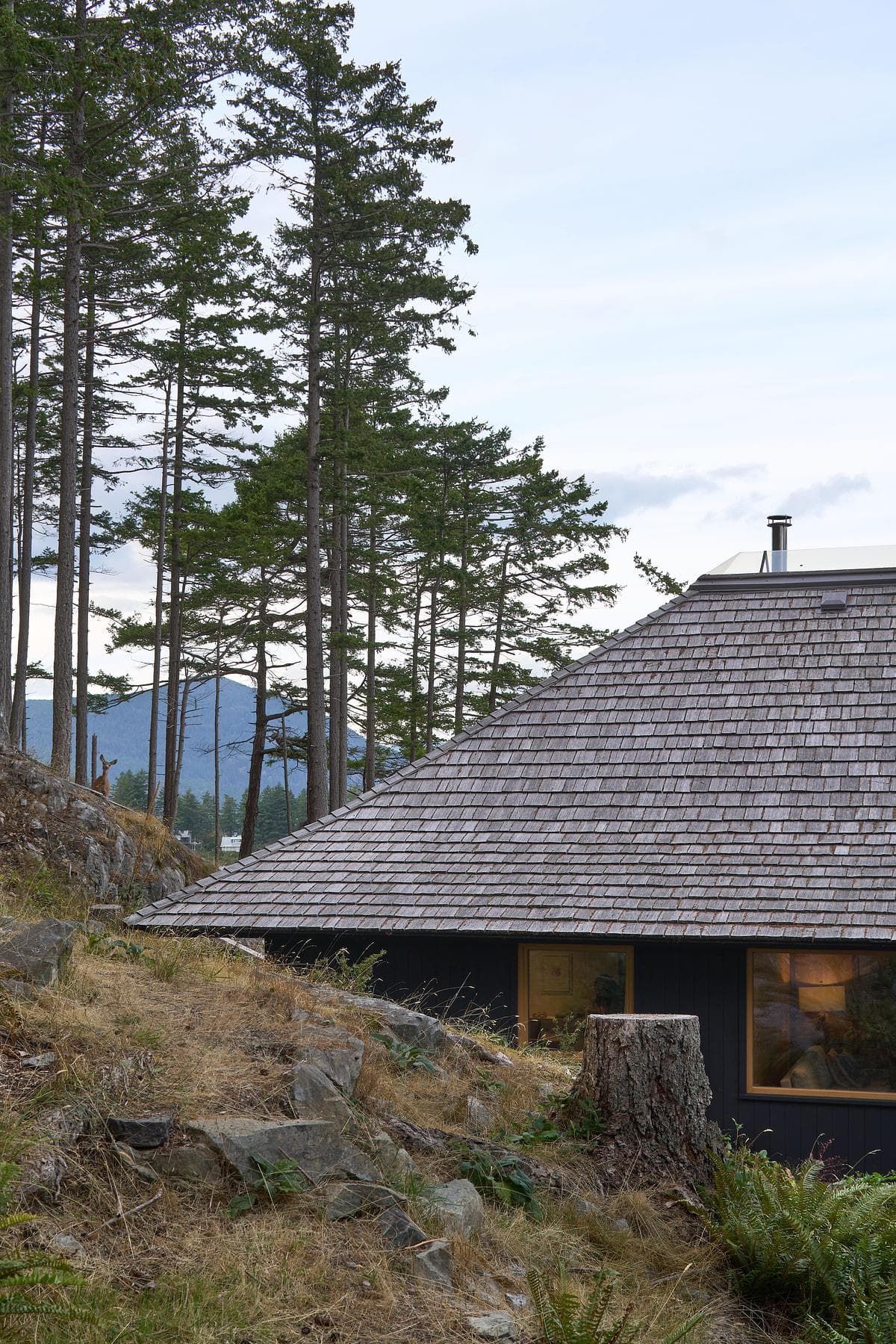 Retained cabin roof between the coastal trees