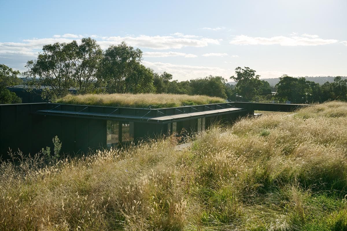 Native planting across the low roof of the learning pavilions