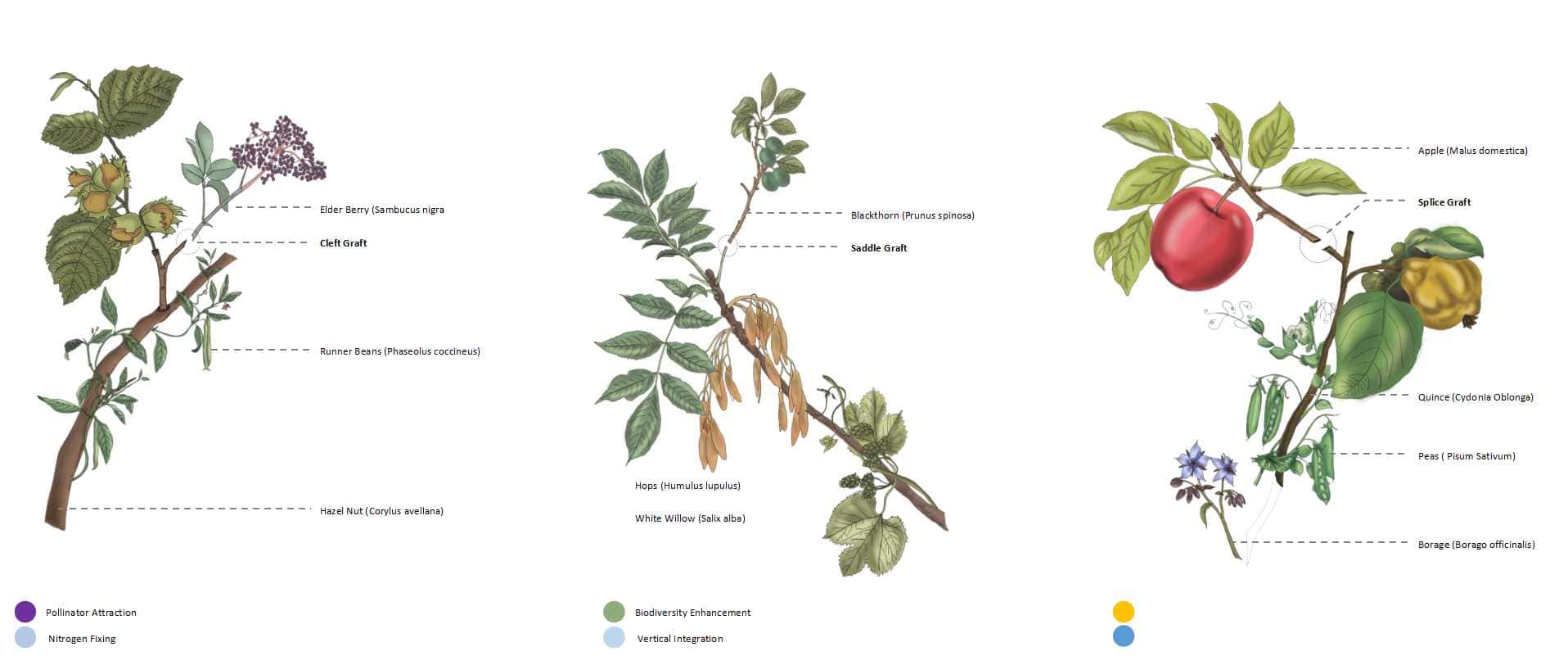 Growing Together: Living Architecture Through Grafted Ecosystems, image 5, work by Divya Vura