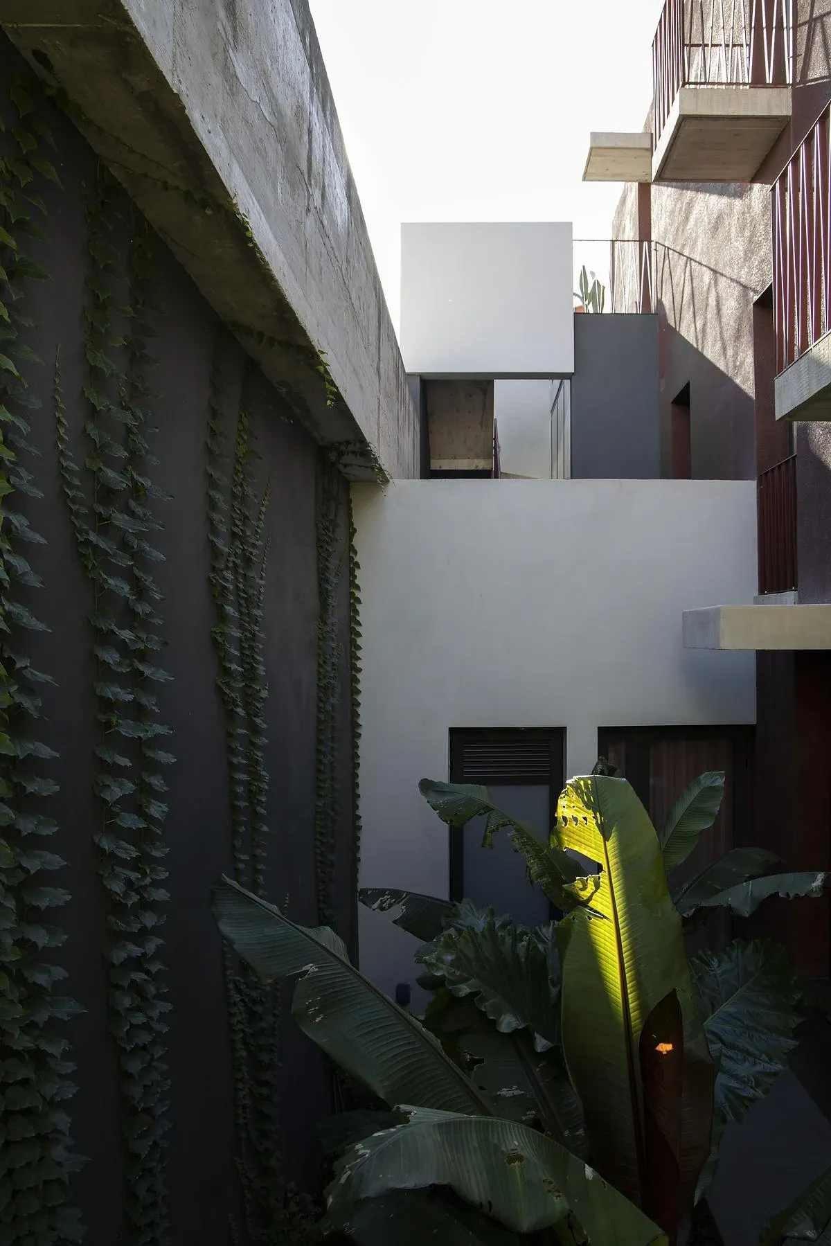 Planting fills a narrow yard between the volumes of the house.