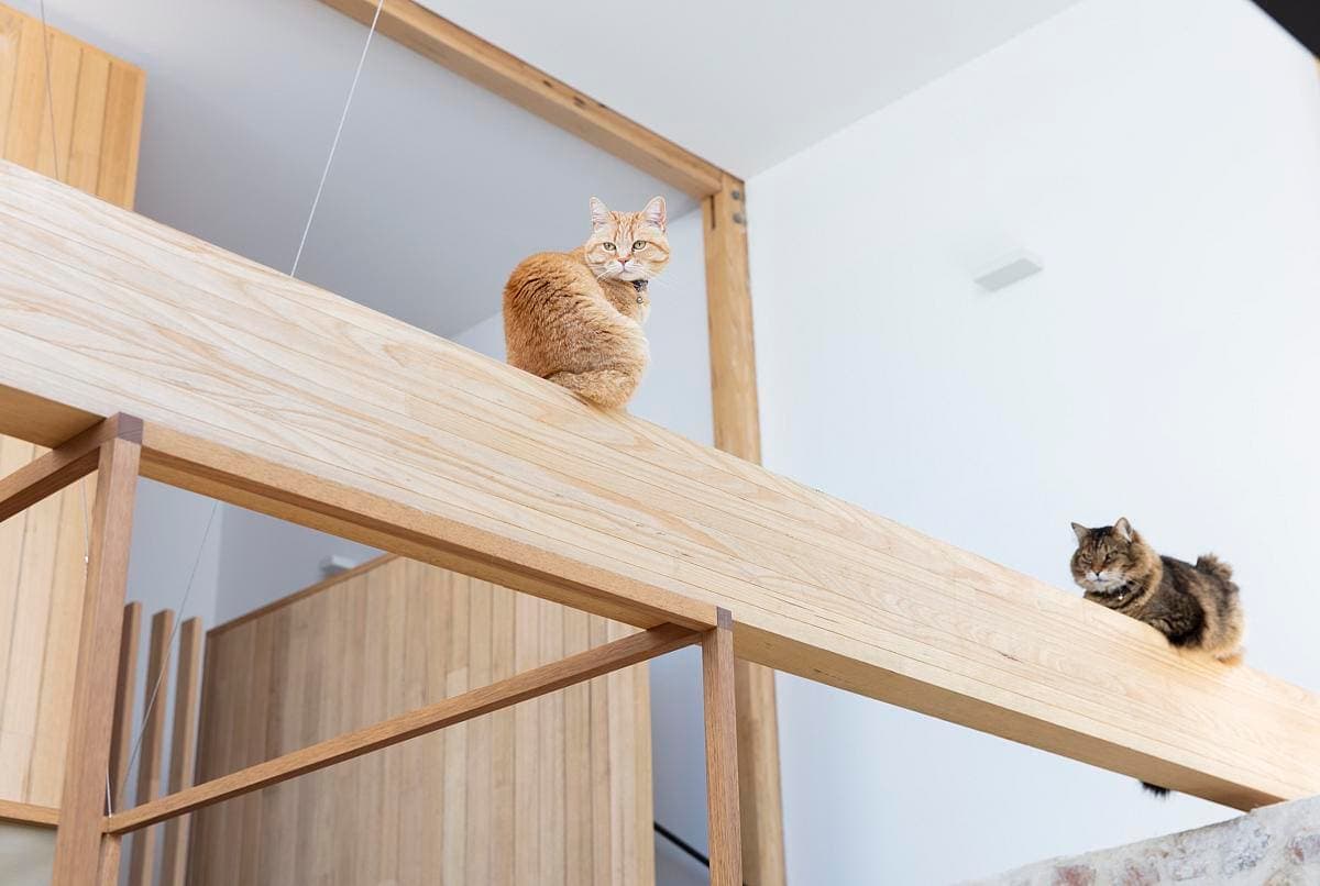 Chic modern interior featuring two cats lounging on a wooden beam in a stylish space.