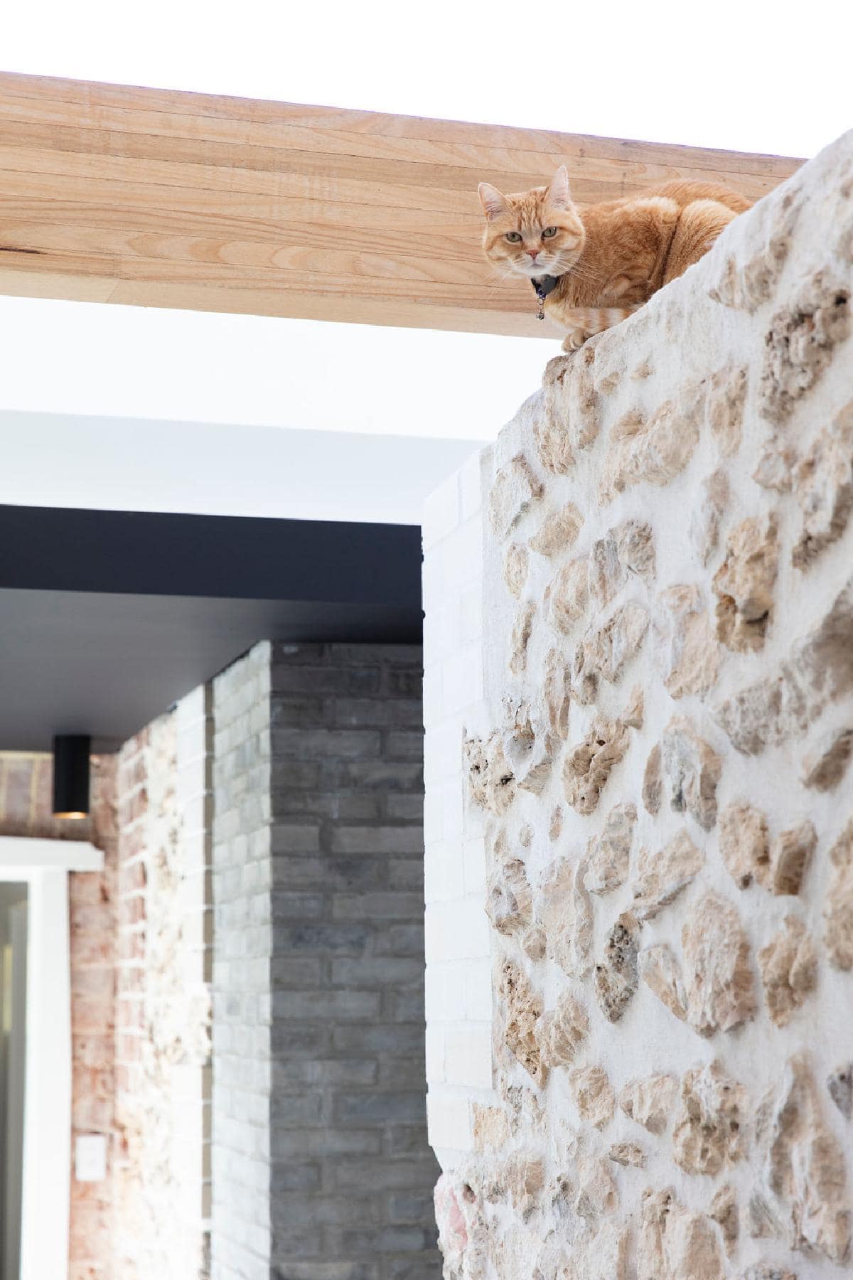 Contemporary interior design with a playful orange tabby cat perched on a rustic stone wall.